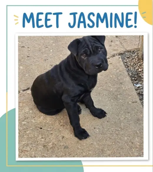 Jasmine