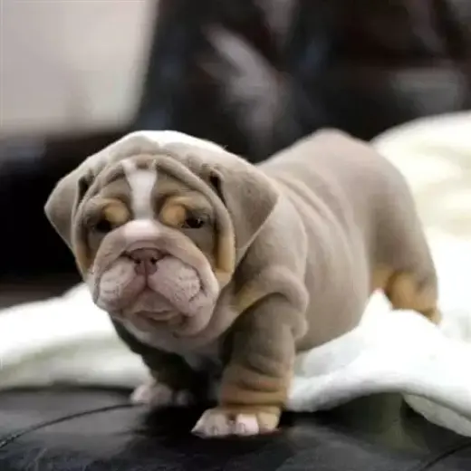 PRECIOSO CACHORRITO BULLDOG IN