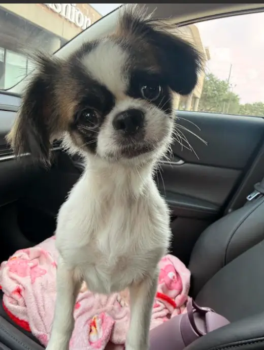Bella in TX