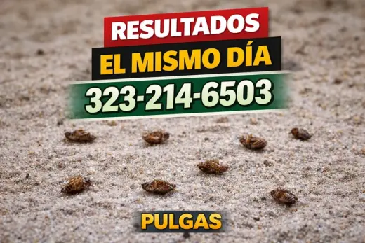 FUMIGACION ECONOMICA $50