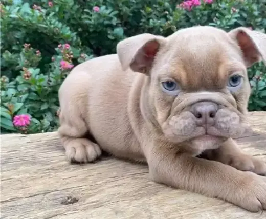English bulldog puppy for sale