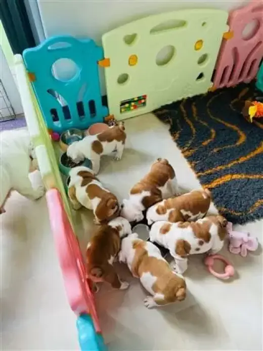 Adorable cachorro de bulldogs
