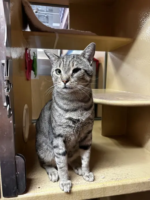 Taro (Little Buddy)