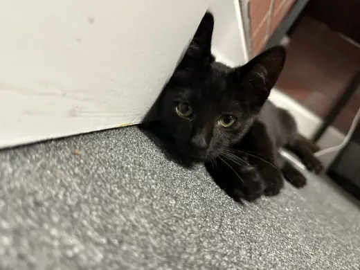 Nori