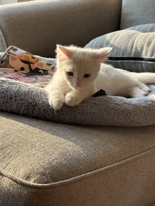 Sir Ilya Meowzanov