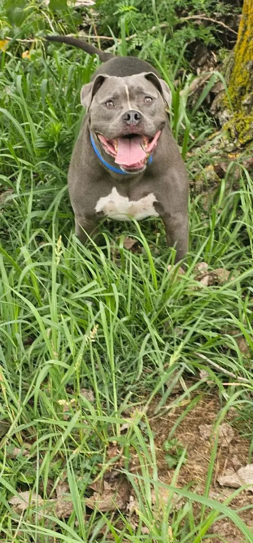 GREYSON