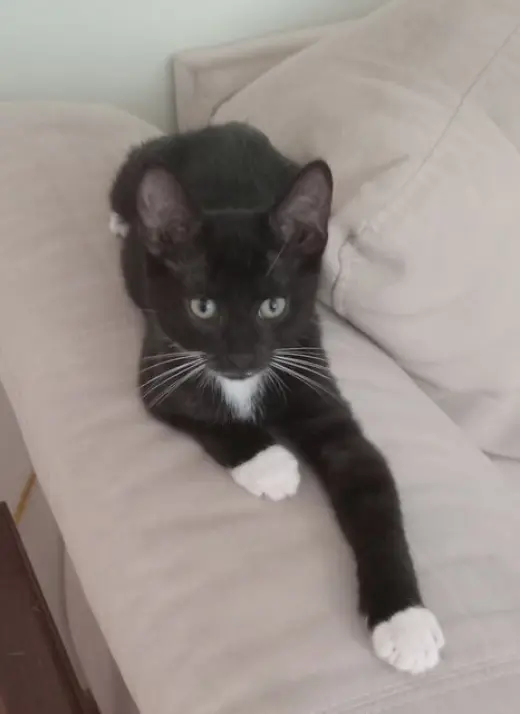 Miso