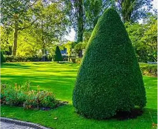 podador de arboles jardineria