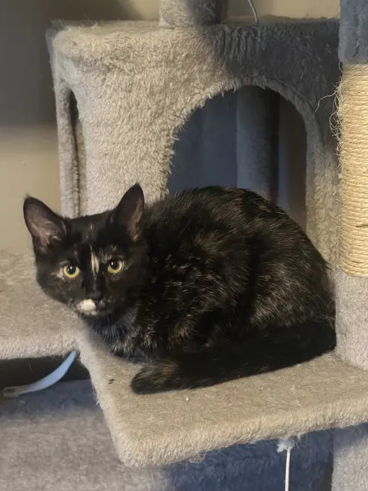 Squeak