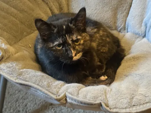 Pip