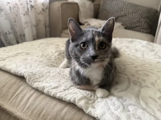 Muffin
