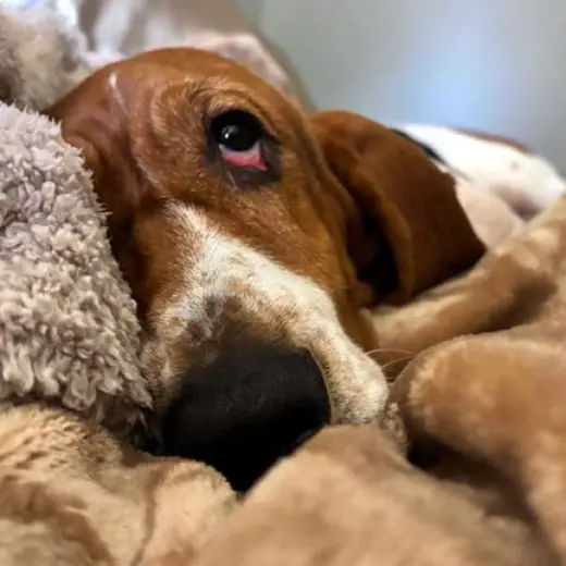 PENELOPE - ADOPTION PENDING!