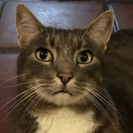Little Kit