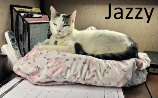 Jazzy