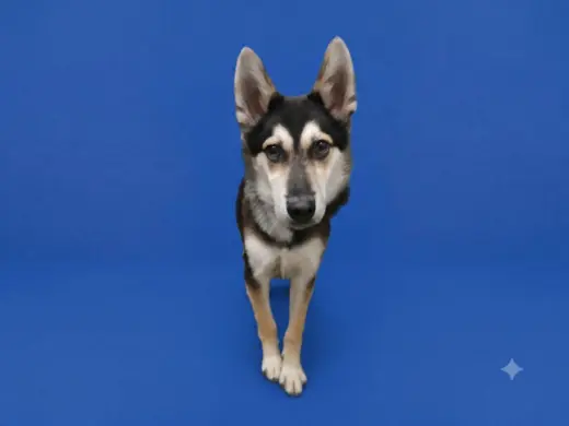 BENNY