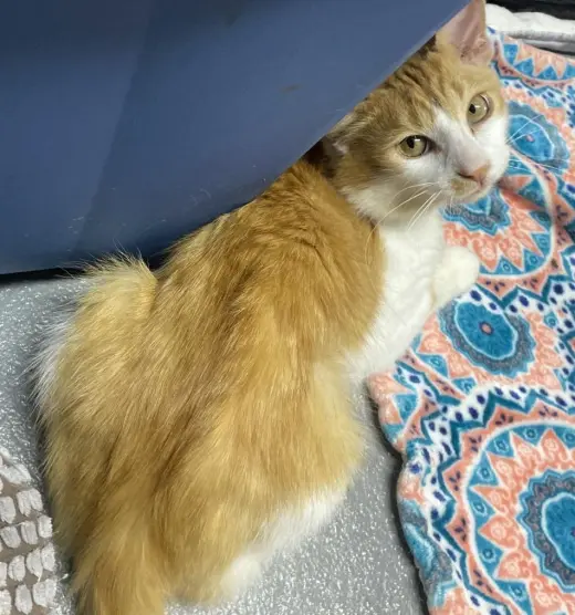 Tails (foster cat)