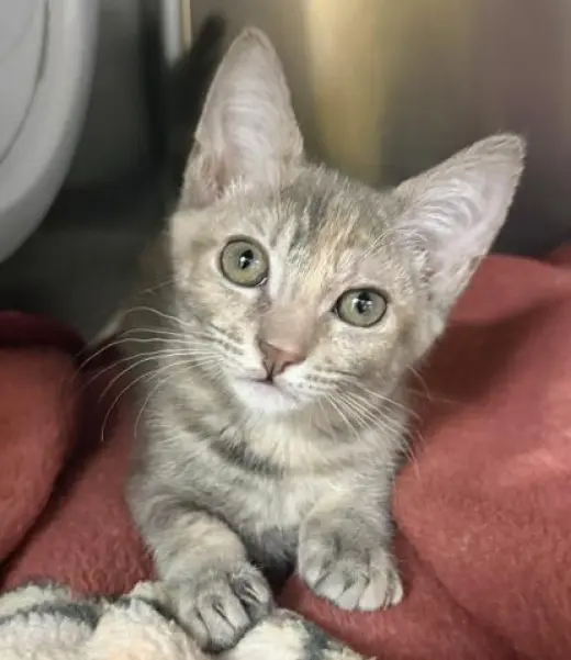 ABBEY TABBY