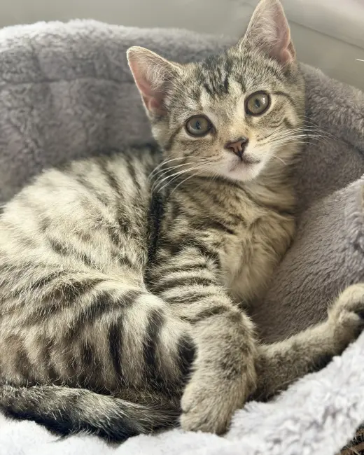 Sangria (foster cat)