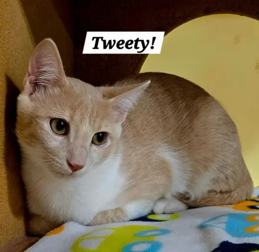 Tweety