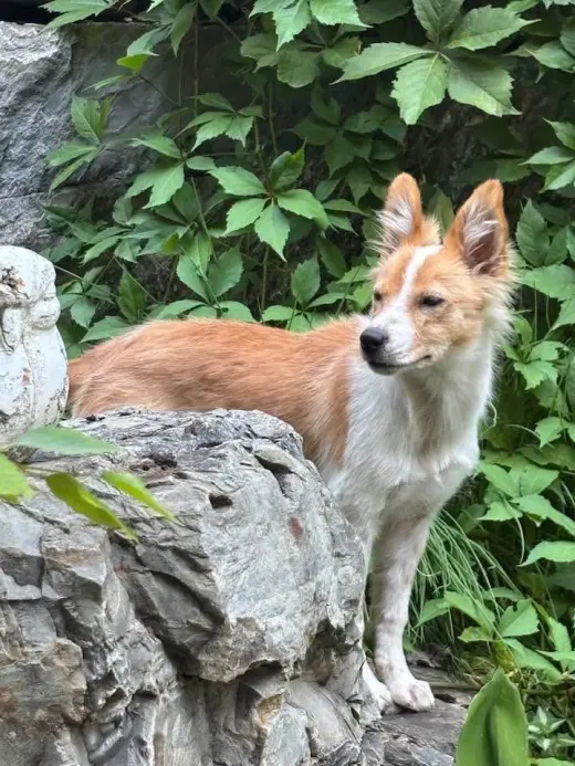 Laika