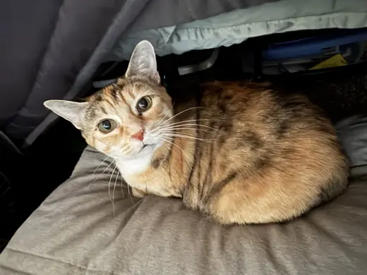 TALLIE #1965- Offered by Owner - Family cat