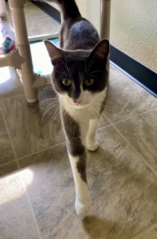 Purrseus