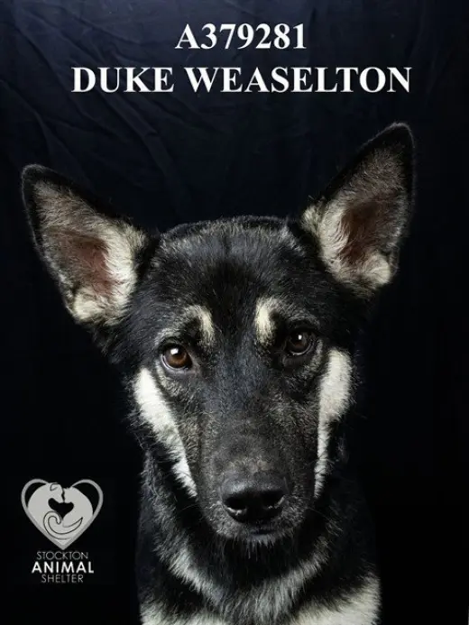 DUKE WEASELTON