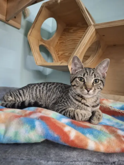 Otis