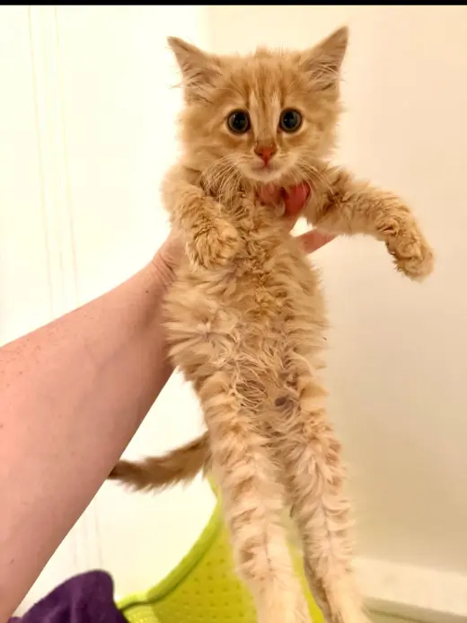 Abu