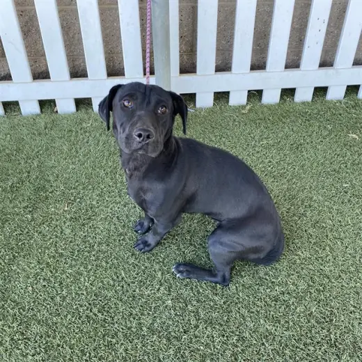 *SLINKY