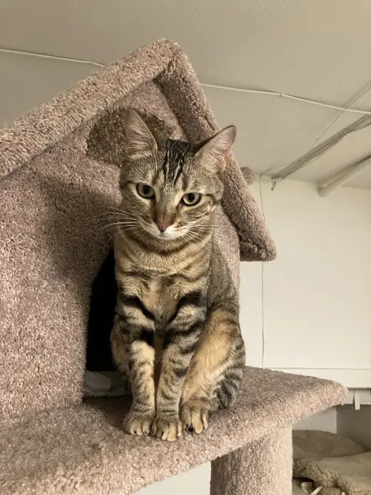 MABEL - Offered by Owner - Needs Special Attention