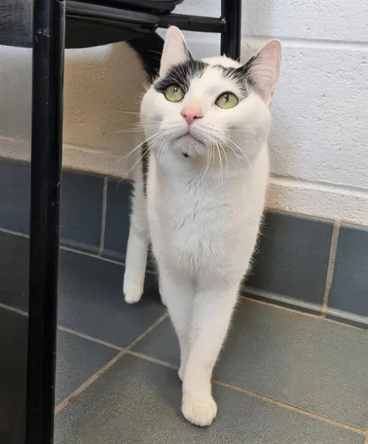 PETEY PIE
