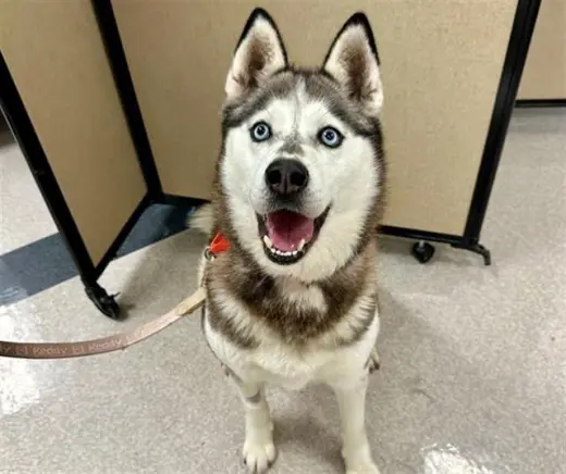 BELLA