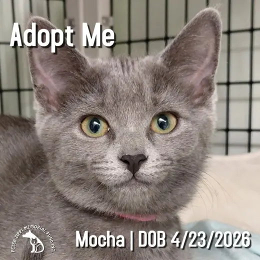 Mocha