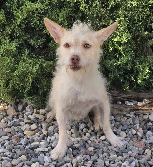 Simply Sweet Lil Mr Sirga ~ Chorkie