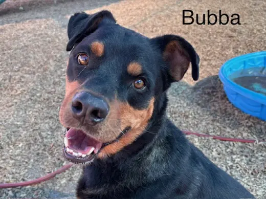 BUBBA