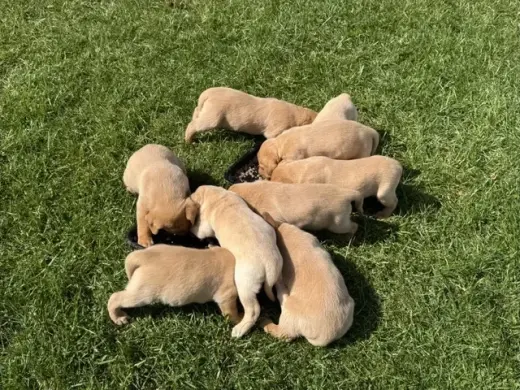 Precioso Labrador disponible