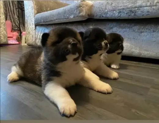 Akita puppies for adoption