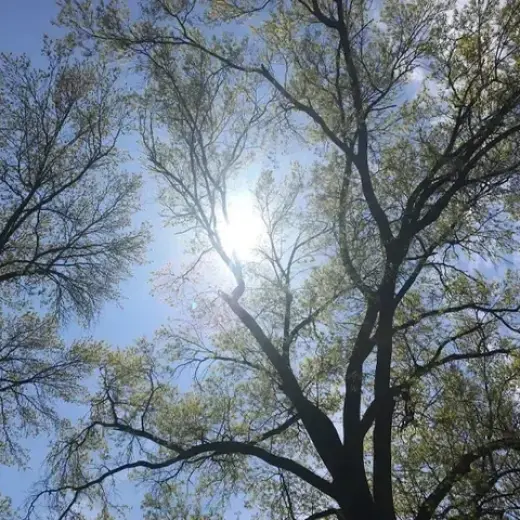 A. Tree Trimming