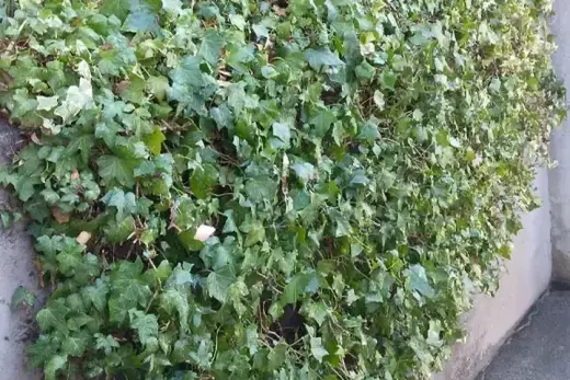 Mejia Gardening