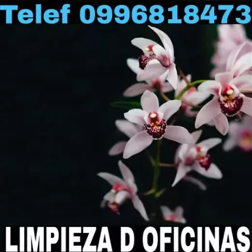 Limpieza Profunda Llano Chico