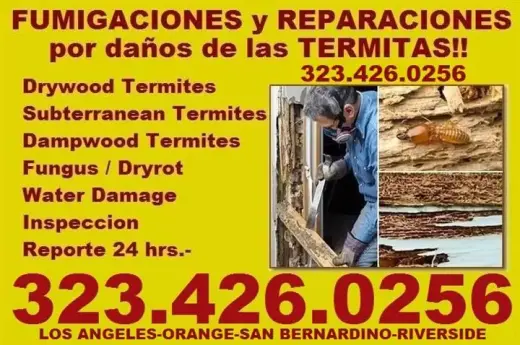 TERMITAS 🐜... EXTERMILAS YA