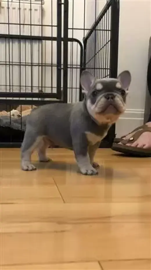 Cachorros bulldog francés