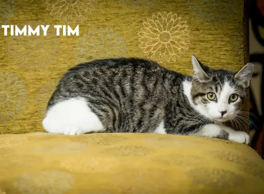 Timmy Tim