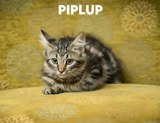 Piplup