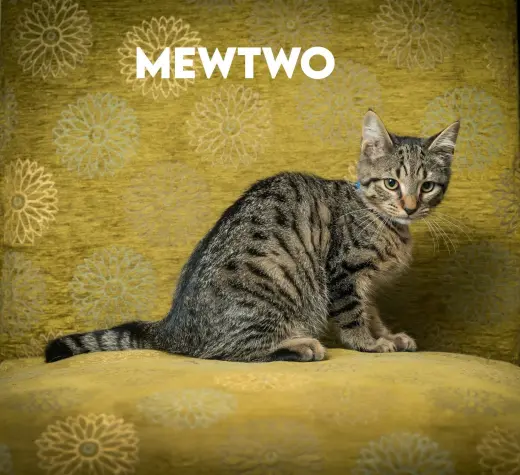 Mewtwo