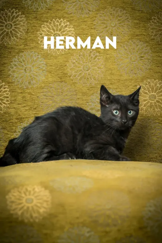 Herman