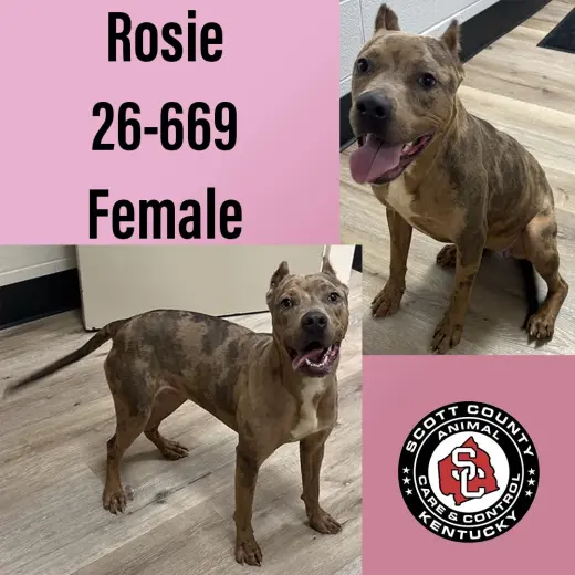 Rosie