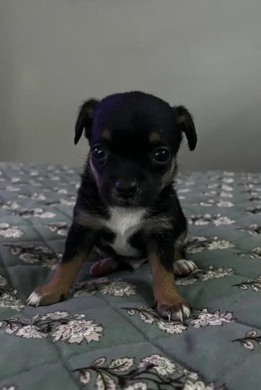 Nori