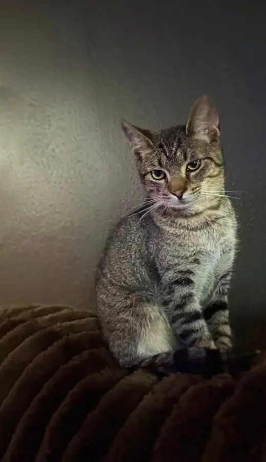 Mr. Kitty - URGENT!!!
